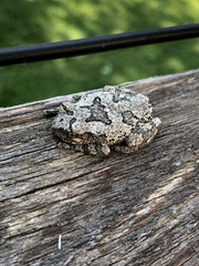 Hyla
