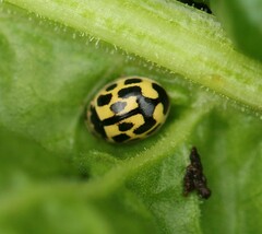 Propylea quatuordecimpunctata