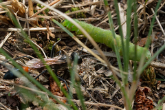 Ammophila sabulosa