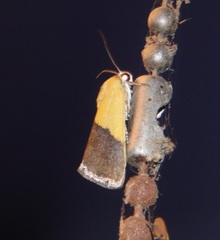 Ponometia semiflava