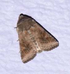 Eriopygini