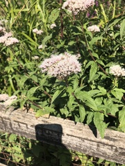 Eupatorium cannabinum