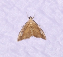 Scybalistodes periculosalis