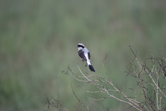 Lanius excubitoroides