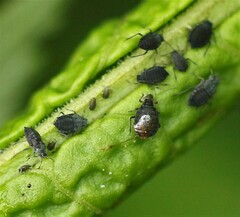 Aphis