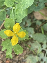 Chelidonium majus