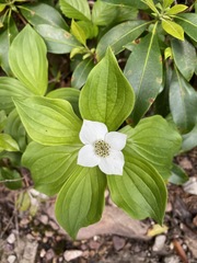 Cornus canadensis
