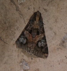 Melipotis famelica