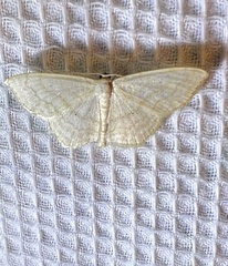 Scopula inductata