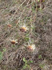 Carlina biebersteinii