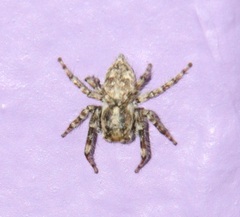 Mexigonus minutus