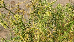 Koeberlinia spinosa