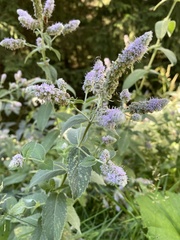 Mentha longifolia
