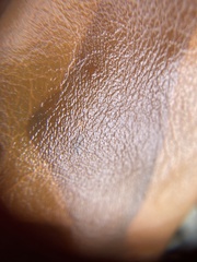 Saccharina latissima