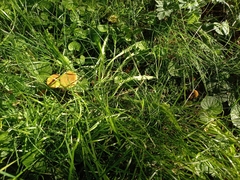 Cystoderma amianthinum