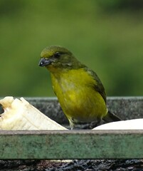 Euphonia