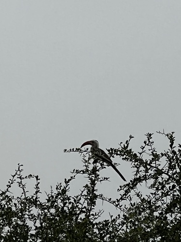 Northern Red-billed Hornbill