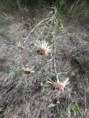 Carlina biebersteinii