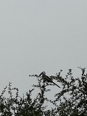 Tockus erythrorhynchus