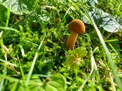 Cystoderma amianthinum