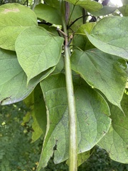 Catalpa