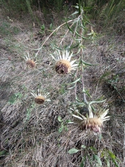 Carlina biebersteinii