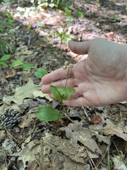 Maianthemum canadense