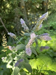 Mentha longifolia