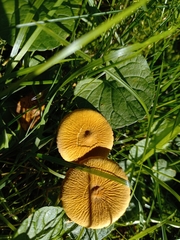 Cystoderma amianthinum