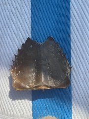 Limulus polyphemus