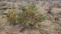 Koeberlinia spinosa