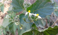 Solanum nigrum