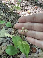 Maianthemum canadense