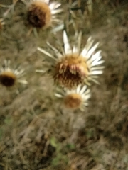 Carlina biebersteinii