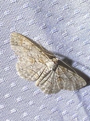 Iridopsis defectaria