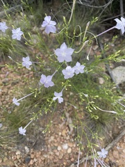 Ipomopsis longiflora
