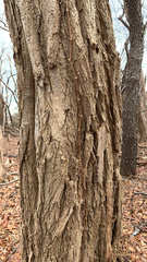Magnoliopsida