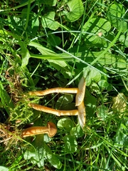 Cystoderma amianthinum