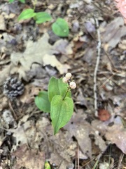 Maianthemum canadense