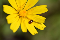 Coccinellidae