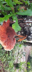 Inonotus