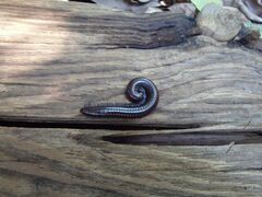 Trigoniulus corallinus