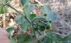Solanum nigrum