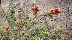 Cylindropuntia leptocaulis