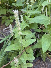 Stachys rigida