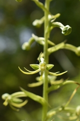 Habenaria novemfida