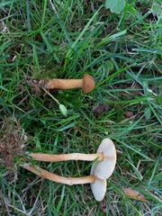 Cystoderma amianthinum