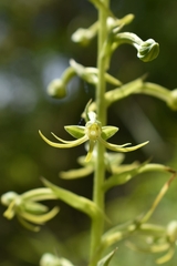 Habenaria novemfida