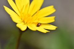 Coccinellidae