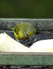 Euphonia